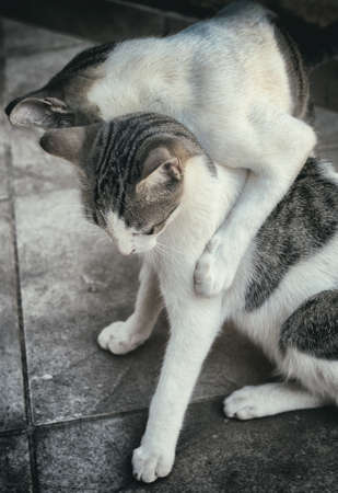 Two cats fighting or playing on the street.の写真素材