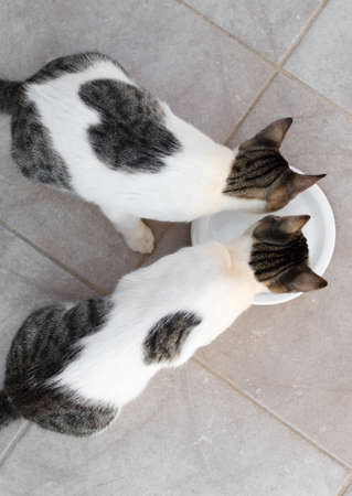 Cats drinking milk from bowl. View from above.の写真素材