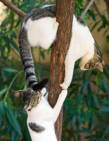 Two cats climbing on the tree.の写真素材