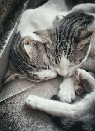 Two homeless cats resting on the street.の写真素材