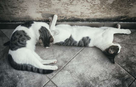 Two homeless cats resting on the street.の写真素材