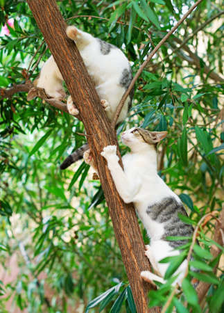 Two cats climbing on the tree.の写真素材
