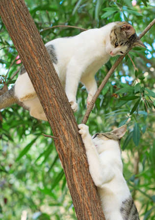 Two cats climbing on the tree.の写真素材