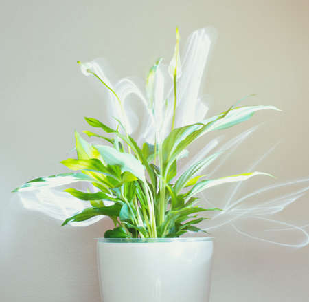 Flower in pot with lightning reflection.の写真素材