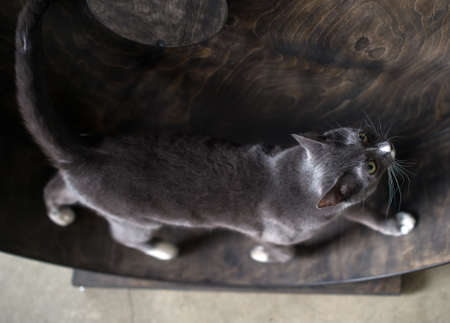 Smoky cat running on exercise wheel.の写真素材