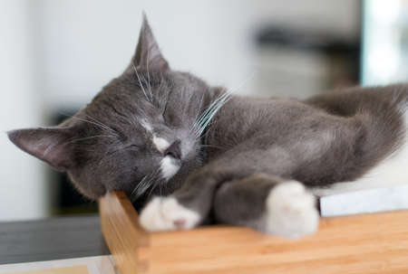 Cat sleeping at home.の写真素材