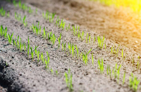 Young green seedlings in the garden.の写真素材