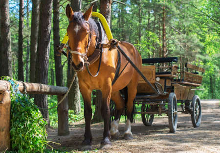 Brown horse with cart in the forest.の写真素材