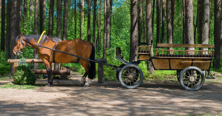 Brown horse with cart in the forest.の写真素材