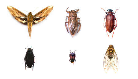 Collection of insects on isolated white background.の写真素材