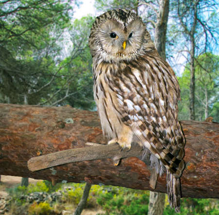 Owl sitting on a branch.の写真素材