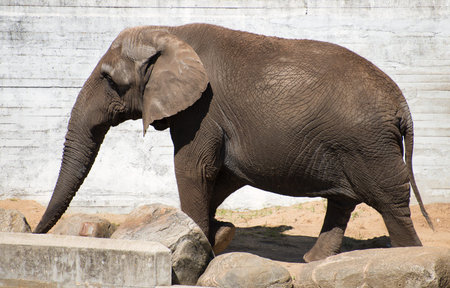 African elephant walking in national zoo.
