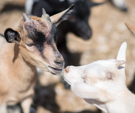 Close-up view of kissing goats.の写真素材