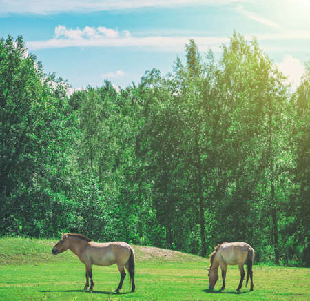 Przewalski's horses grazing in pasture.の写真素材