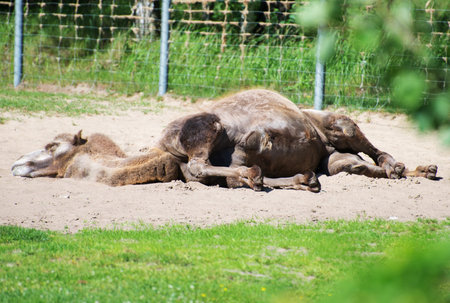 Camel sleeping in national park.の写真素材