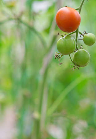 Bunch of green tomatoes on a branch. Place for text.の写真素材