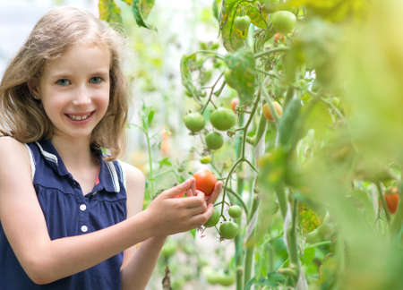 Pretty little girl collecting tomatoes in greenhouse.の写真素材