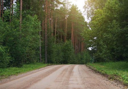 Dirt road in the woods at morning.の写真素材