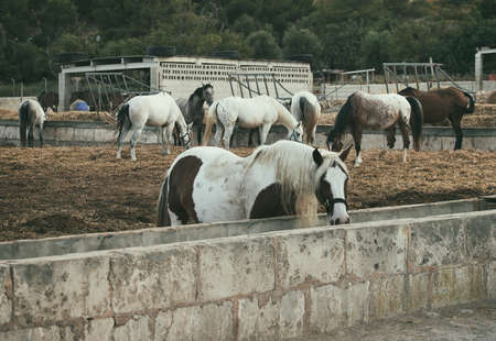 Portrait of horses in the paddock.の写真素材