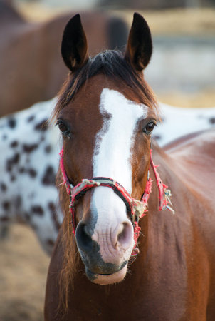 Close-up portrait of horse in the paddock.の写真素材