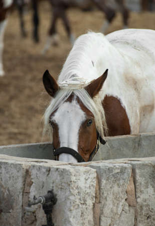 Horse drinking water on the farm.の写真素材