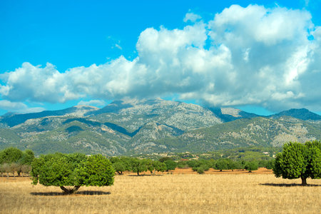 Beautiful sunny meadow with mountains behind.