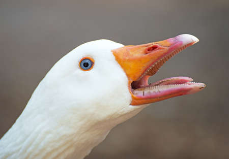 Portrait of white screaming goose outdoors.の写真素材