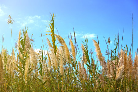 Tall grass on a bog in the summer.