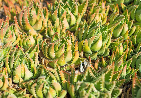 Photo of funny cactus plants.の写真素材