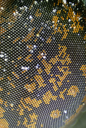 Fly's eye close-up view. Microscopic world.
