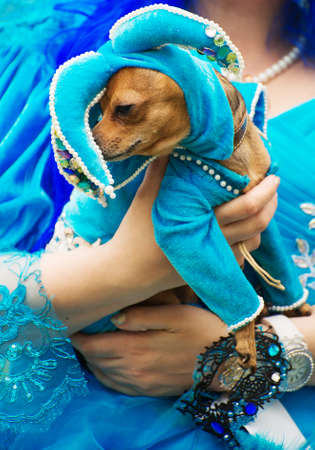 Dog in jester hat on street carnival.の写真素材