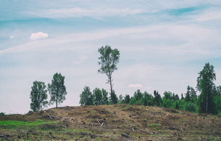 Deforestation. Problem of the 21st century.の写真素材