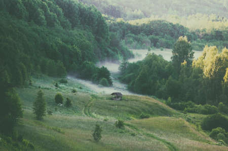 The mist spreads over the ground in the forest.の写真素材