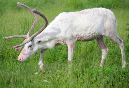 White reindeer walking in the forest.の写真素材