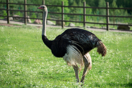 Ostrich in the paddock on the farm.