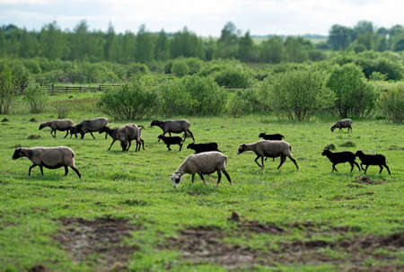 A lot of sheep grazing on pasture.の写真素材