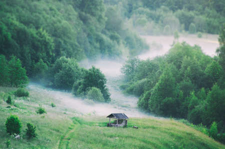 The mist spreads over the ground in the forest.の写真素材