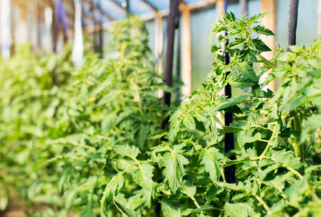 Young tomato plants in greenhouse.の写真素材