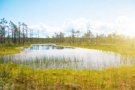 Viru Raba swamp lake in Estonia.の写真素材