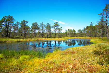 Viru Raba swamp lake in Estonia.の写真素材