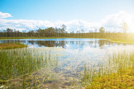 Viru Raba swamp lake in Estonia.の写真素材
