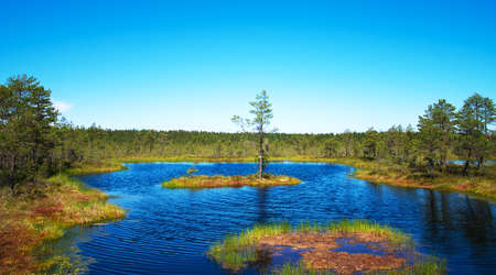 Viru Raba swamp lake in Estonia.の写真素材