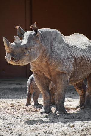 Newborn rhinoceros and his mother in the zoo.