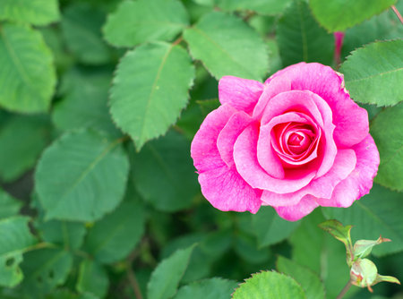 Pink rose blooms in the garden.の写真素材