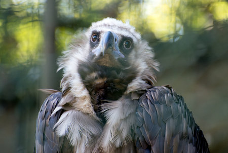 Portrait view of eurasian black vulture.の写真素材