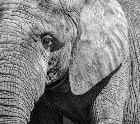 Black and white portrait of an elephant.の写真素材