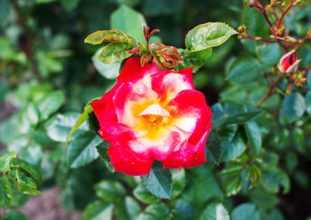 Red rose blooms in the garden.の写真素材
