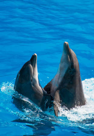 Two dolphins dancing in water. Place for text.の写真素材