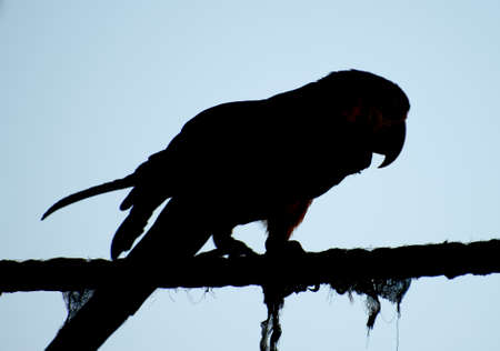 Silhouette of Ara parrot walking on the rope.の写真素材