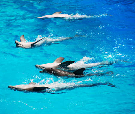 Five dolphins beautifully floating on their backs.の写真素材